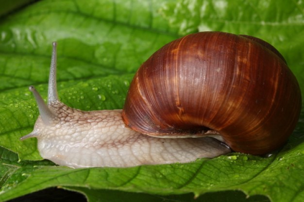 Caracol