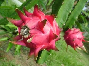 Dragão fruto para a saúde