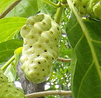 Benefícios para a saúde enormes de Noni Frutas