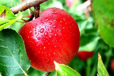 20 benefícios de saúde de maçãs