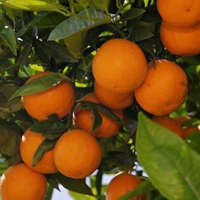 Os benefícios de saúde de casca de laranja