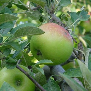 Benefícios da Apple frutas para Beleza