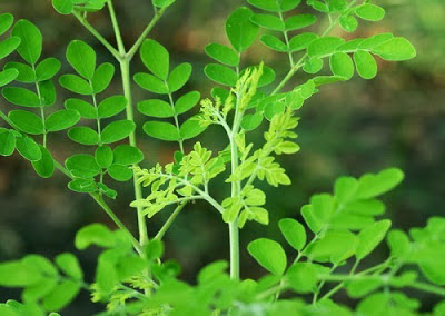 Benefícios de folhas de Moringa para a diabetes