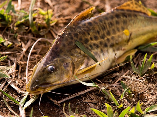 Peixe agoniza na lama do Rio Doce (Foto: Leonardo Merçon/ Instituto Últimos Refúgios)