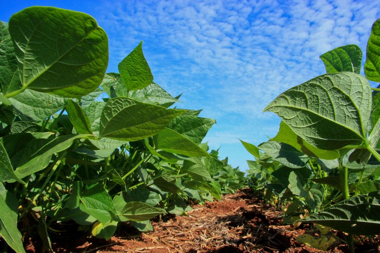 Plantação