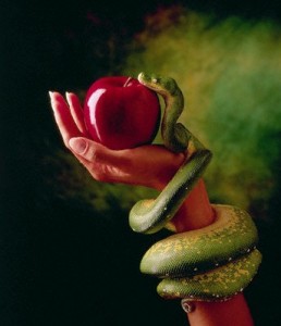 1995 --- Snake and Forbidden Fruit --- Image by © Don Mason/CORBIS