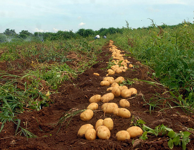 Plantacao-organica-batatas.jpg