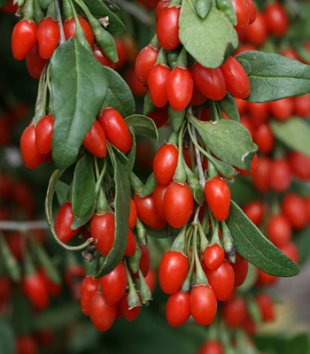 A planta da fruta Goji Berry (Foto: Divulgação)