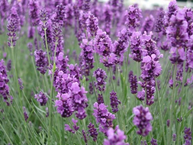 Lavanda