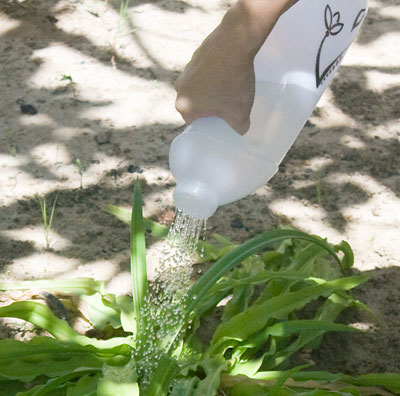 Molhando o jardim com o regador de galão