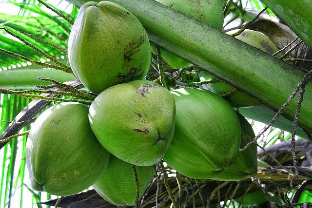 Benefits of Coconut